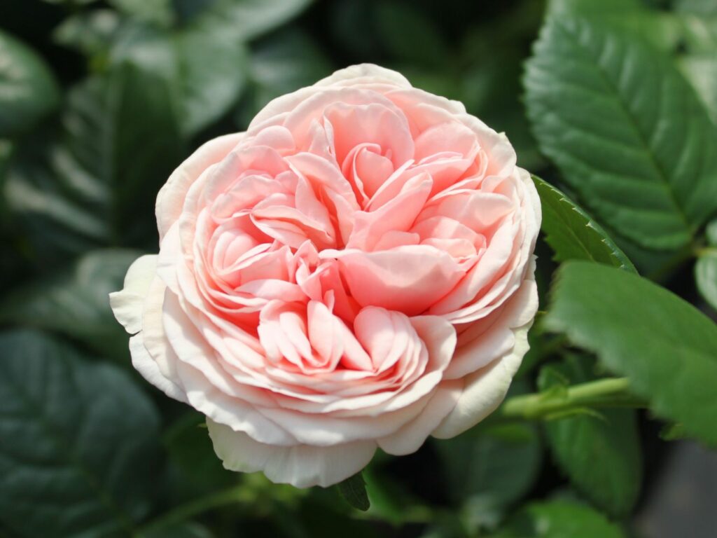 Rosa "Aphrodite"